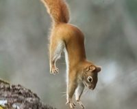 Squirrels and a  Mink, All Rodents